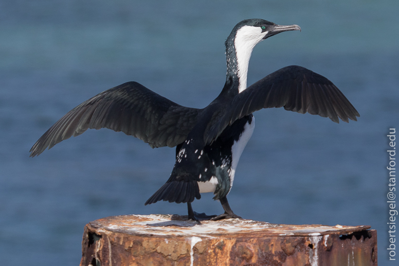 cormorant